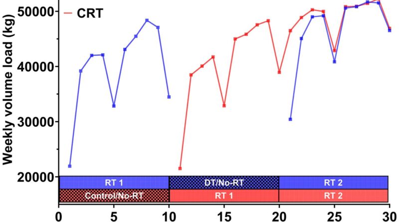 Very little muscle strength was lost even after a 10-week break